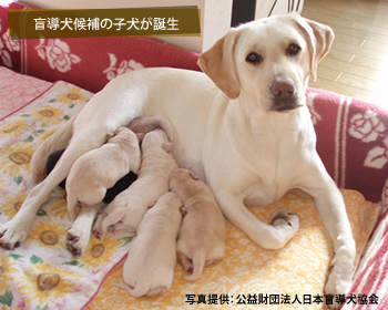 盲導犬候補の子犬が誕生