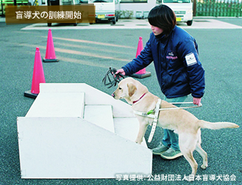 盲導犬の訓練開始