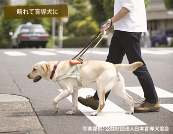 晴れて盲導犬に