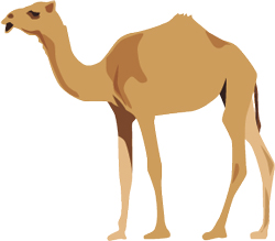 camel